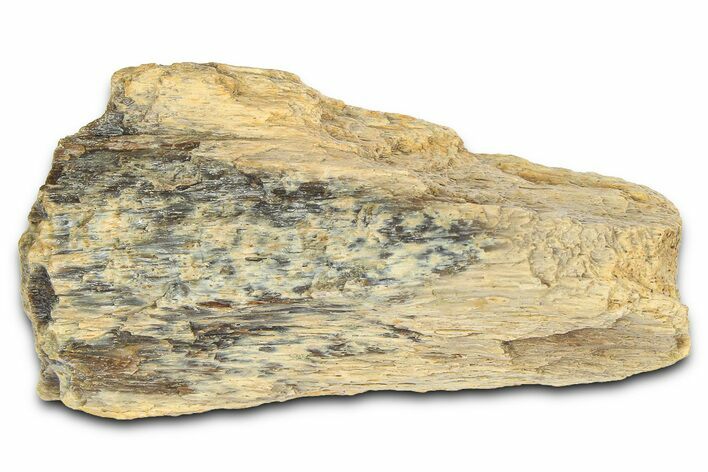 Fossil Tyrannosaur (T rex) Bone Section - Wyoming #382669